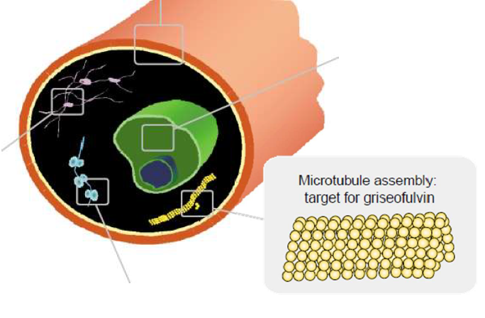 - inhibits microtubule assembly
- mechansim remains unknown
- fungistatic

restricted to dermatophyte fungi: ringworm and athlete's foot

Resistance: decrease in energy-dependent drug intake