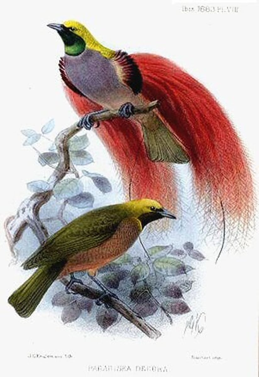 <p>sexual selection</p>
