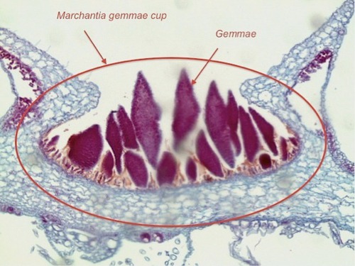 <p>Top is gamme cup, bottom is gamme</p>