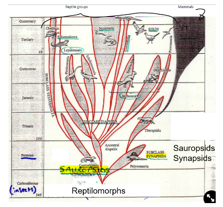 <ul><li><p>1st diversification was to form the reptilomorphs</p><ul><li><p>driven by diversification of insects, food source</p></li></ul></li><li><p>2nd diversification was to form the two main groups of amniotes</p><ul><li><p><strong>Synapsids</strong>→ gave rise to the mammals</p></li><li><p><strong>Sauropsids</strong>→ gave rise to the reptilian groups</p></li><li><p>spilt ~355 mya, end Carboniferous-Permian</p></li></ul></li></ul>