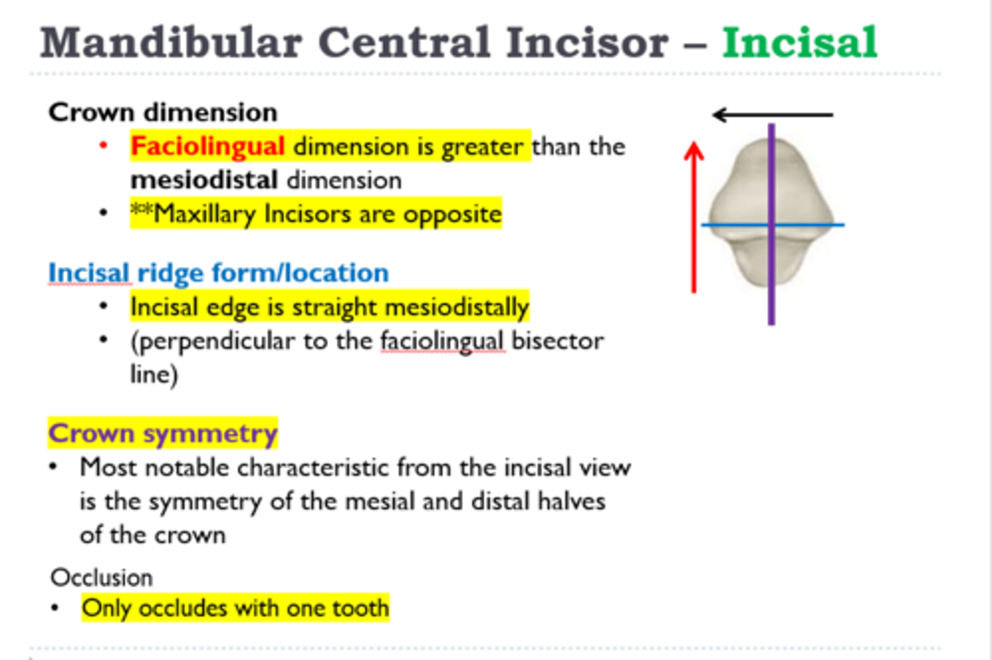 <p>faciolingual</p><p>(Remember: maxillary central incisors are the opposite - larger mesiodistally)</p>