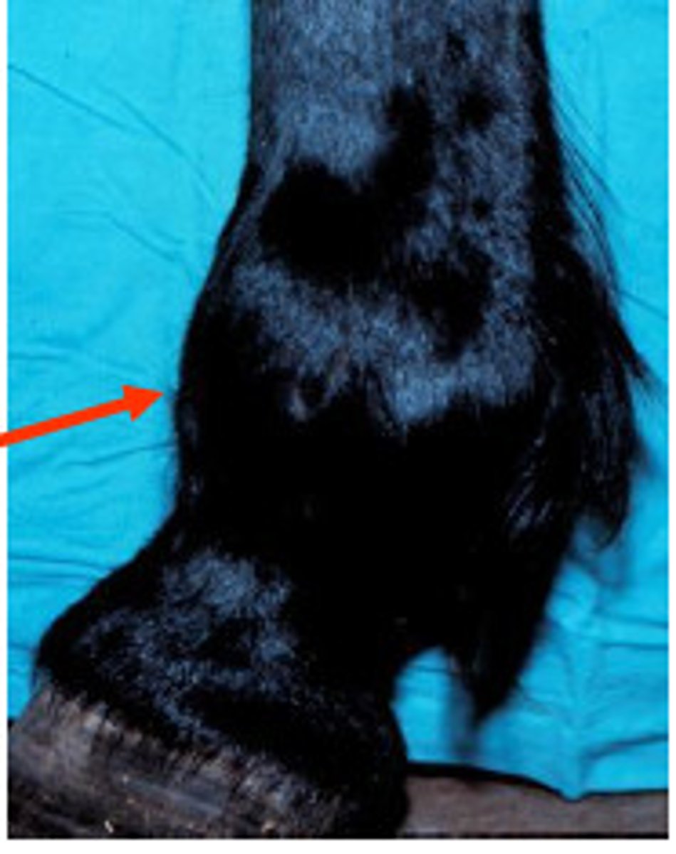 <p>Inflammation around fetlock joint</p><p>Causes: Strain or concussion on immature bones</p><p>Upright pasterns can predispose</p><p>Inflamed area feels like putty (hemorrhage/fluid)</p><p>Short, choppy stride</p><p>Arthritic condition</p>