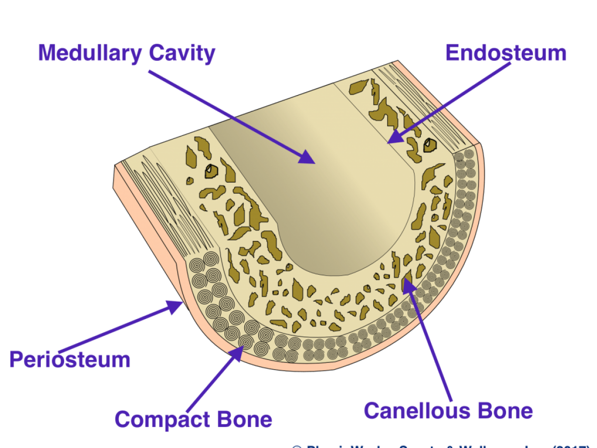 <p>Where is the periosteum found?</p>
