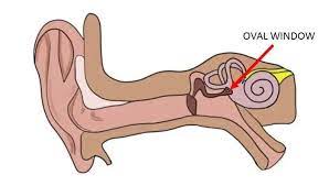<ul><li><p>This is attached to the stapes (center most ossicle) footplate</p></li><li><p>It is the “entrance” to the scala vestibuli  </p></li></ul>