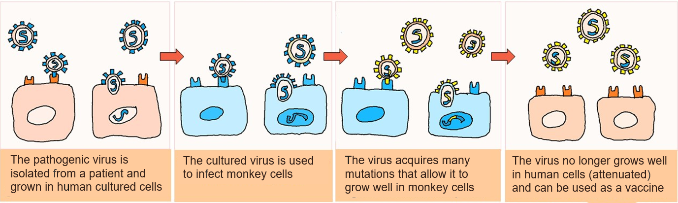 <p>1) Pathogenic virus is isolated and grown in human cultured cell</p><p>2) Cultured virus infects monkey cells</p><p>3) Cultured virus mutates, allowig it to grow well in monkey cells</p><p>4) Virus no longer grows well in human cells after mutations (attenuated)</p>