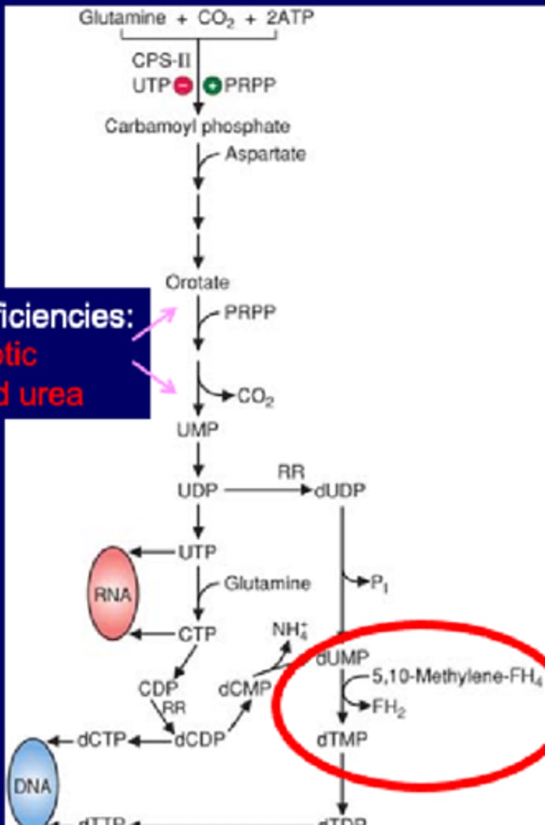 <p><strong>Orotic acid urea</strong> caused by:</p><p>-<strong>UMP synthase def</strong>->OA high, ammonia normal</p><p>-<strong>UMP-synthase inhibitors</strong>->Gout treatment (<strong>Allopurinol</strong>) or chemotherapy (<strong>6-azauridine</strong>)</p><p>-<strong>OTC def (UCD)</strong>-><span style="text-decoration:underline">OA high, ammonia high, CP high</span> vs </p><p>-CP1 def->OA low, ammonia high, CP low</p><p></p><p>UMP inhib most common, know the 2 drug treatments above</p><p>OTC 2nd leading cause->look at ammonia, if high UCD problem, if OA and CP low then its CPS1 issue not OTC</p><p>UMP synth def 3rd cause (not ammonia related, enzyme issue)</p>