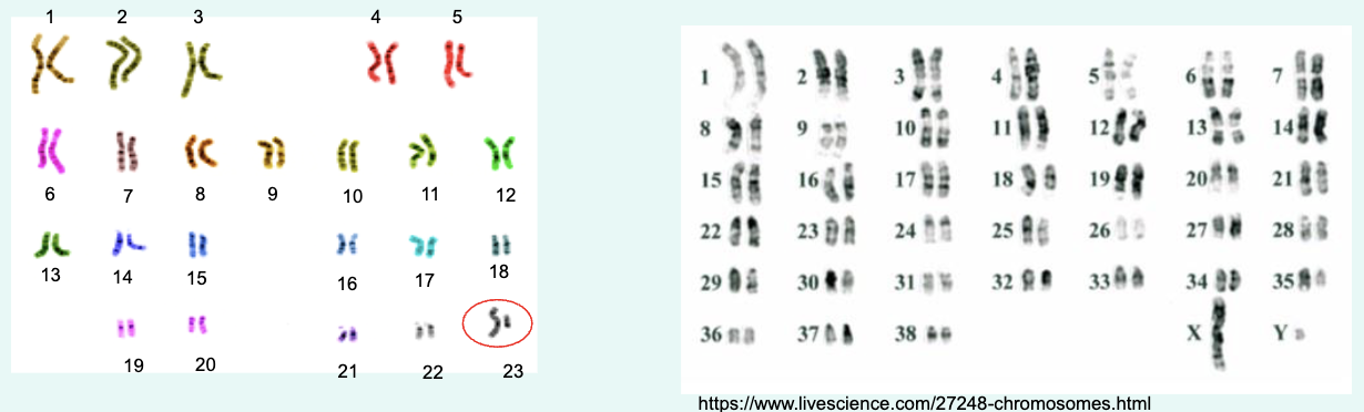 <p>» Homologous pairs- the same genes in the same order – but may carry different versions of those genes, 23 pairs in humans and 39 in dogs.</p><p>» Two <strong>sex chromosomes</strong>, the X and the Y. Unlike the <strong>autosomes</strong> (non-sex chromosomes), the X and Y don’t carry the same genes and aren’t considered homologous</p>