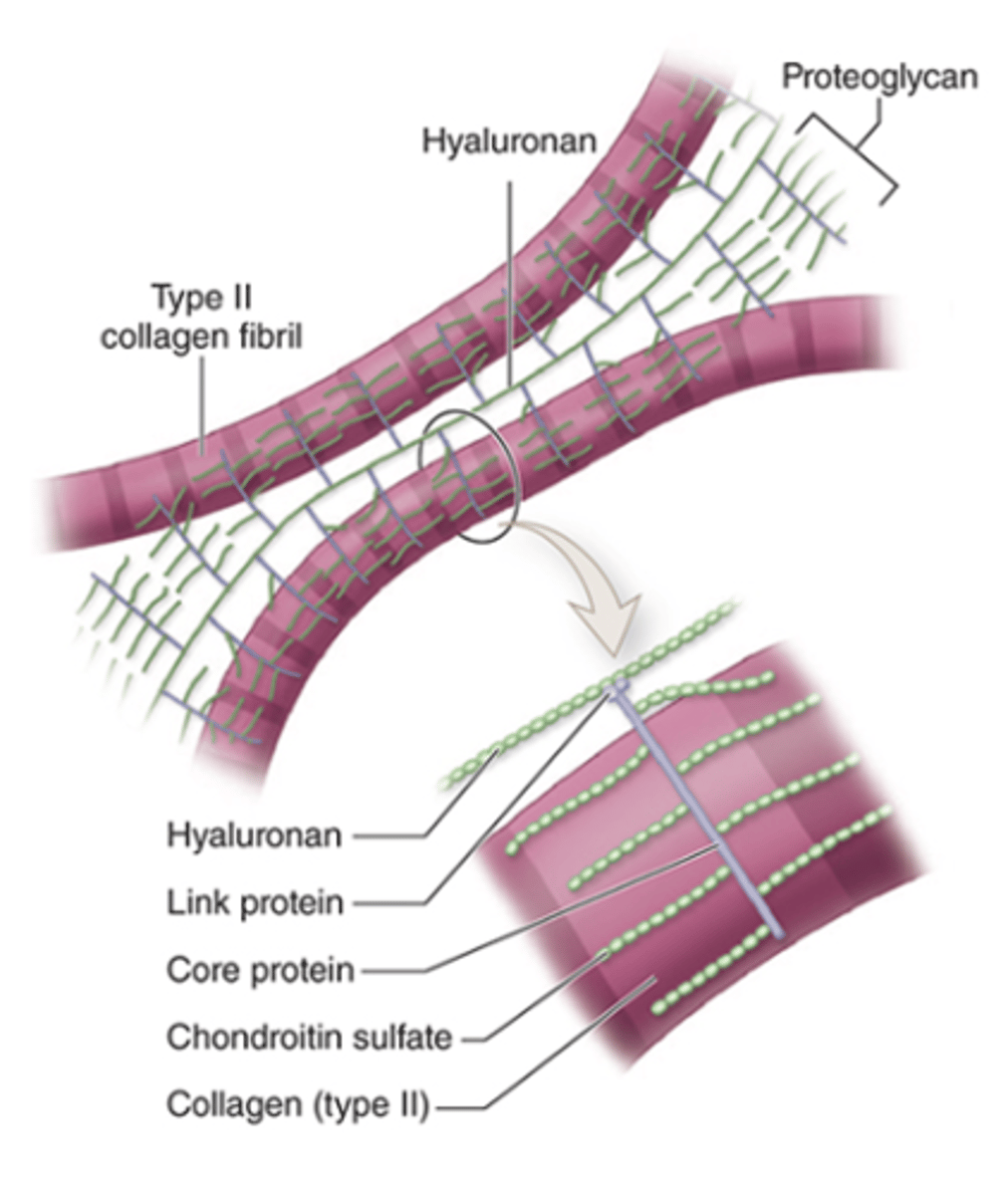 <p>Why does hyaline cartilage stain basophilic?</p>