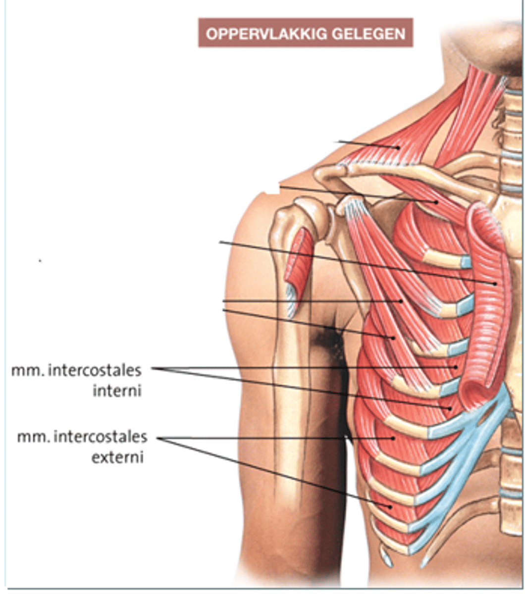 <p>maakt borstholte kleiner bij uitademing</p>