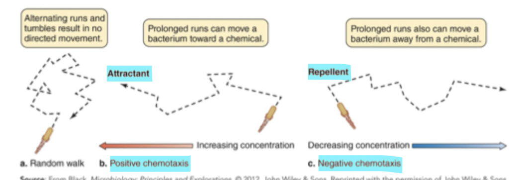 <p>Directional movement of cells by using chemoreceptors to sense changes in concentrations of attractants (positive chemotaxis) or repellants (negative chemotaxis)</p>
