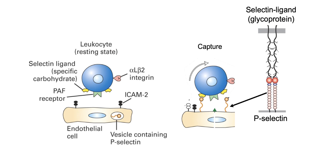 <ul><li><p><strong>Triggered by infection signals</strong></p></li><li><p><strong>Steps:</strong></p><ol><li><p><strong>Capture</strong></p><ul><li><p>Temporary binding of <strong>neutrophil</strong> to <strong>endothelial cells</strong></p></li><li><p>Neutrophil slows slightly, remains in bloodstream</p></li></ul></li><li><p><strong>Rolling</strong></p><ul><li><p>Neutrophil begins to <strong>roll</strong> along vessel wall</p></li><li><p>Mediated by <strong>weak interactions</strong></p></li></ul></li><li><p><strong>Slow-Rolling</strong></p><ul><li><p>More adhesive interactions → neutrophil movement slows further</p></li></ul></li><li><p><strong>Firm Adhesion</strong></p><ul><li><p><strong>Strong attachment</strong> to endothelium</p></li><li><p>Cell shape and function change</p></li></ul></li><li><p><strong>Transmigration</strong></p><ul><li><p>Neutrophil <strong>moves through endothelial barrier</strong> to tissue</p></li><li><p>Inflammation/swelling occurs due to:</p><ul><li><p><strong>Plasma leakage</strong></p></li><li><p><strong>Leukocyte accumulation</strong></p></li></ul></li></ul></li></ol></li></ul><p></p>