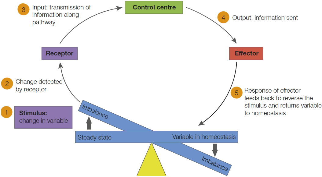 <p>To describe what happens when stimuli is detected, which involves different components and mechanisms.</p>