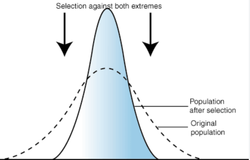 <p>an intermediate phenotype is featured over the extremes </p>