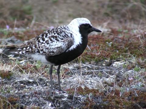 <p>Black-bellied Plover</p>