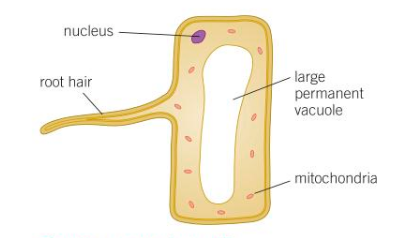 <p>Root hair cells have three main adaptations:</p><ul><li><p>Greatly increased surface area - allows more water to move into the cell.</p></li><li><p>Large permanent vacuole - speeds up the movement of water by osmosis.</p></li><li><p>Many mitochondria - transfer the energy needed for the active transport of mineral ions into the root hair cells.</p><p></p></li></ul>