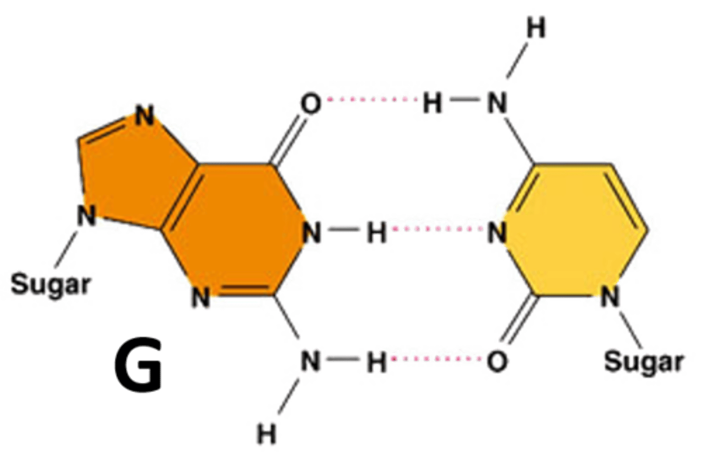 <p>Nitrogenous base in DNA complementary to cytosine</p>