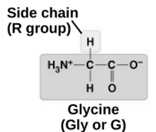 <p>Glycine&nbsp;</p>