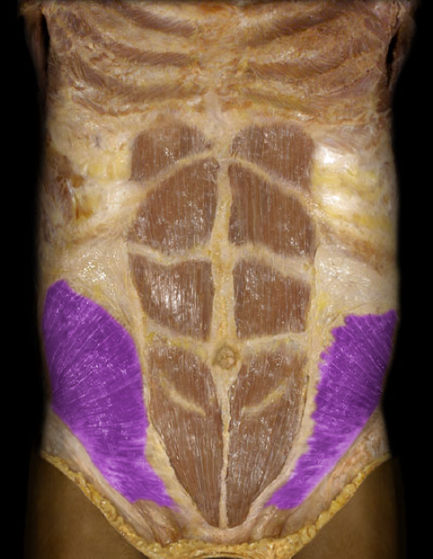<ul><li><p>Action: Unilateral: rotation of trunk, Bilateral: flexion of trunk (sit-ups), Compression of anterior abdominal wall and viscera (increases intra-abdominal pressure)</p></li><li><p>Origin: Inguinal ligament, Ilium (crest), Thoracolumbar fascia</p></li><li><p>Insertion: Linea alba, Costal cartilages 7-10</p></li><li><p>Innervation: Ventral rami of T8-L1 spinal nerves</p></li></ul><p></p>