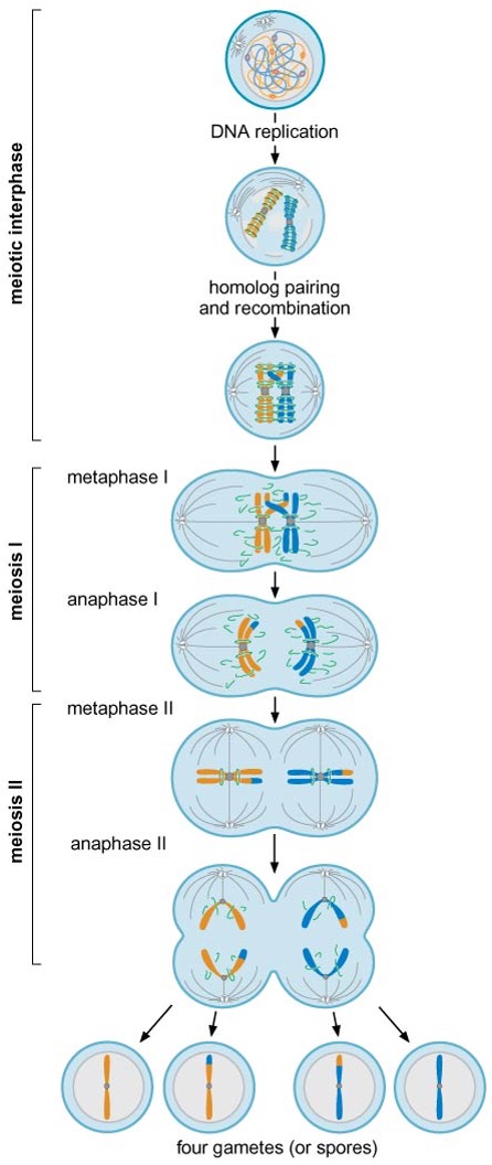 Meiosis