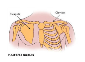 <p>links: scapula (schouderblad)      rechts: clavicula (sleutelbeen)</p>