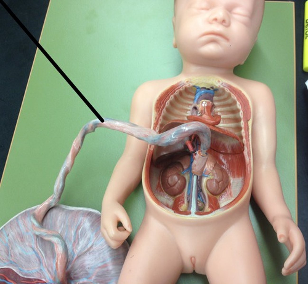 <p>Connects foetus to placenta. Contains umbilical artery an umbilical vein.</p>
