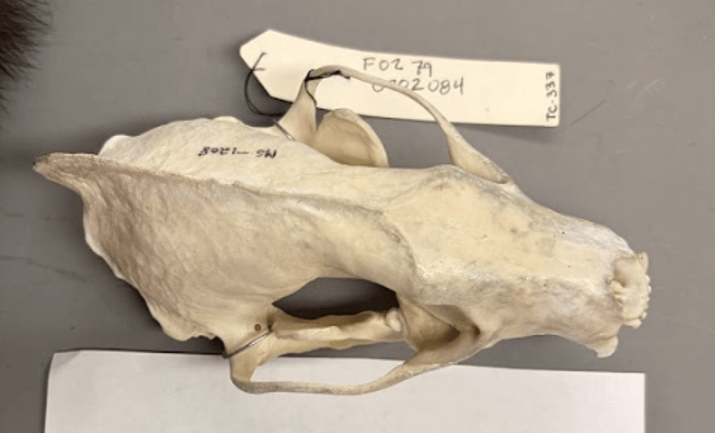 <p>What is this specimen?</p>