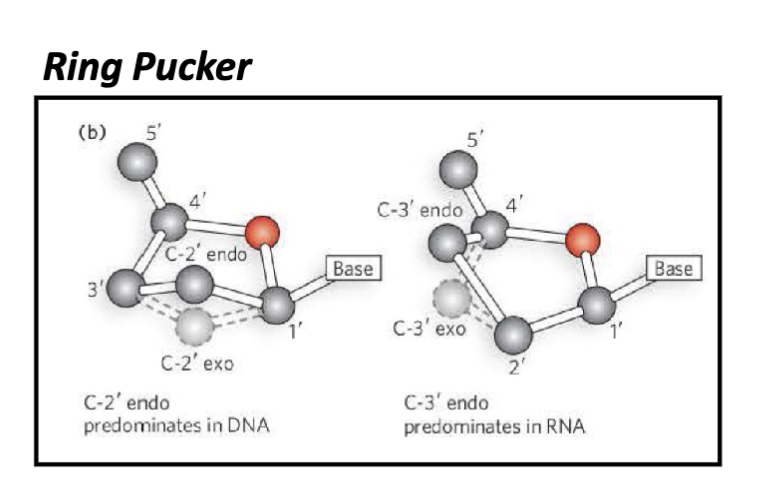 <p>endo pucker:</p><p>the endo pucker has the 2’ out of the plane predominantly seen in DNA</p><p>the endo pucker has the 3’ out of the plane predominantly seen in RNA</p>