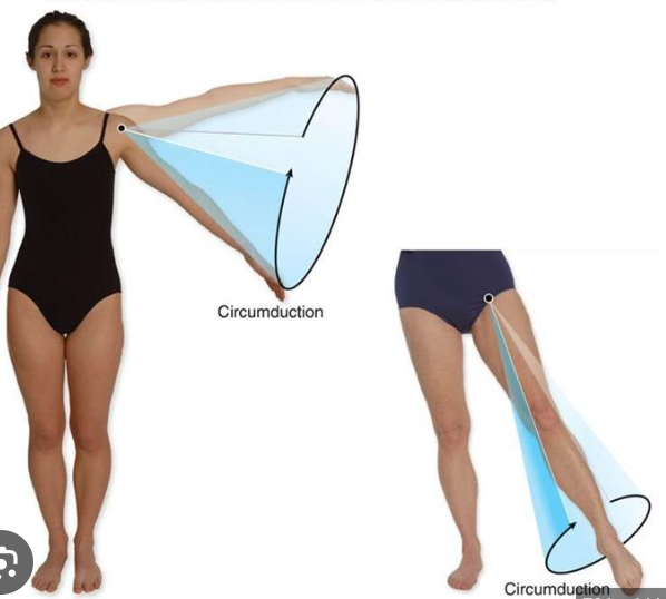 <p>Proximal end of a limb is stationary and the distal end moves in a circle </p><p></p>