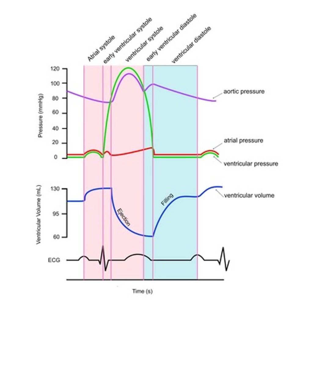 <p>1. Atrial Systole 2. Isovolumetric Ventricular Systole 3. Ventricular Systole 4. Isovolumetric Ventricular Diastole 5. Late Ventricular Diastole.</p>
