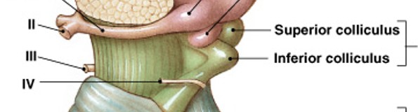 <p>What are these structures part of:</p><ul><li><p>Corpora quadrigemina</p></li><li><p>Cerebral peduncles (white matter)</p></li><li><p>Tegmentum</p></li><li><p>Sits on top of brainstem</p></li></ul><p></p>