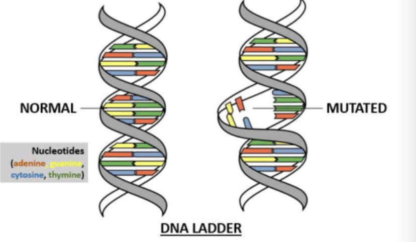 <p>mutations</p>