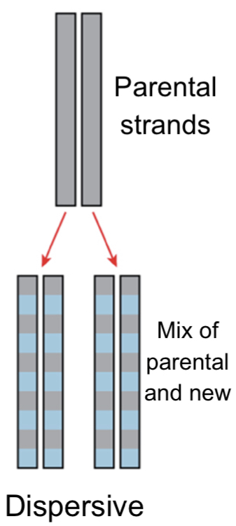 Dispersive model of DNA replication
