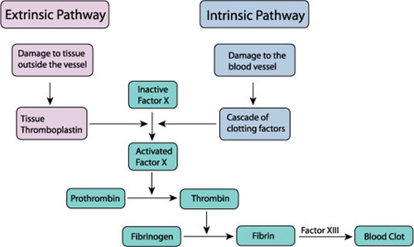 <p>Clotting cascade --> extrinsic/intrinsic pathways --></p><p>each activated factor catalyzes the next reaction --> fibrin clot</p>