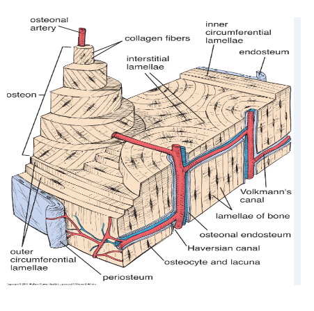<p><span>composed of cylindrical structural units called osteons (Haversian systems).</span></p><p></p><p><span>osteon consists of concentric lamellae of</span><br><span>bone matrix surrounding a central canal, called</span><br><span>the osteonal (Haversian ) canal, which contains</span><br><span>the blood vessels and nerves of the osteon.</span></p><p></p><p><span>Between the osteons are remnants of previous</span><br><span>concentric lamellae called interstitial lamellae.</span><br><span>Because of the lamellar arrangement, mature</span><br><span>bone is also called lamellar bone.</span></p>