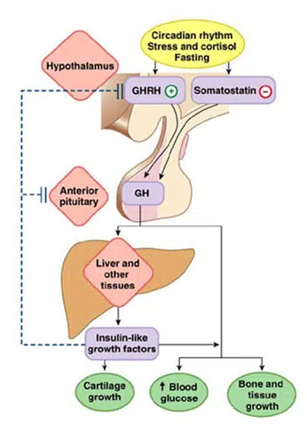 <p>hypothalamus → SST and GHRH → SST<span style="color: red"><strong> (-)</strong></span> anterior pituitary somatotrophs / GHRH <span style="color: green"><strong>(+)</strong></span> ant pit somatotrophs →<span style="color: green"><strong> (+)</strong></span> GH → liver → IGF-1 and glucose</p><p></p><p>IGF-1 →<span style="color: red"><strong> (-)</strong></span> ant pit &amp; hypothalamus (release of GHRH)</p><p>IGF-1 → <span style="color: green"><strong>(+) </strong></span>hypothalamus (release of SST)</p><p>glucose → <span style="color: red"><strong>(-)</strong></span> ant pit somatotrophs </p>