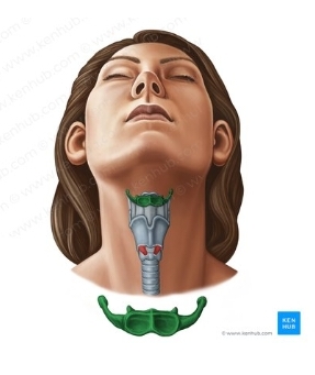 <p>U-Shaped bone connecting to the Cervical Vertabra</p>