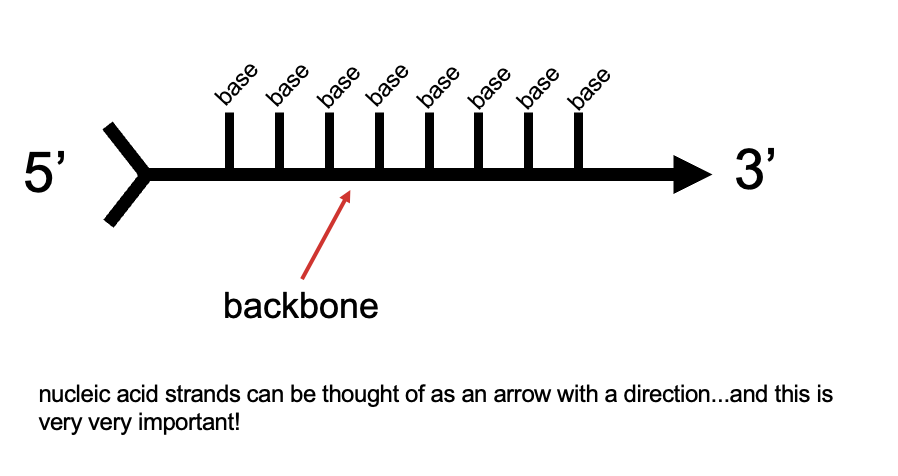 <ul><li><p>the phosphates and sugar molecules form the ? of the nucleic acid strand</p><ul><li><p>the bases project from the backbone</p></li></ul></li></ul><p></p>