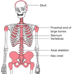 <ul><li><p>40% active marrow</p></li><li><p>Stage of life where active marrow is restricted to the:</p><ul><li><p>Sternum</p></li><li><p>Vertebrae</p></li><li><p>Scapulae</p></li><li><p>Pelvis / Iliac crest</p></li><li><p>Ribs</p></li><li><p>Skull</p></li><li><p>Proximal portion of long bones</p></li></ul></li></ul><p></p>