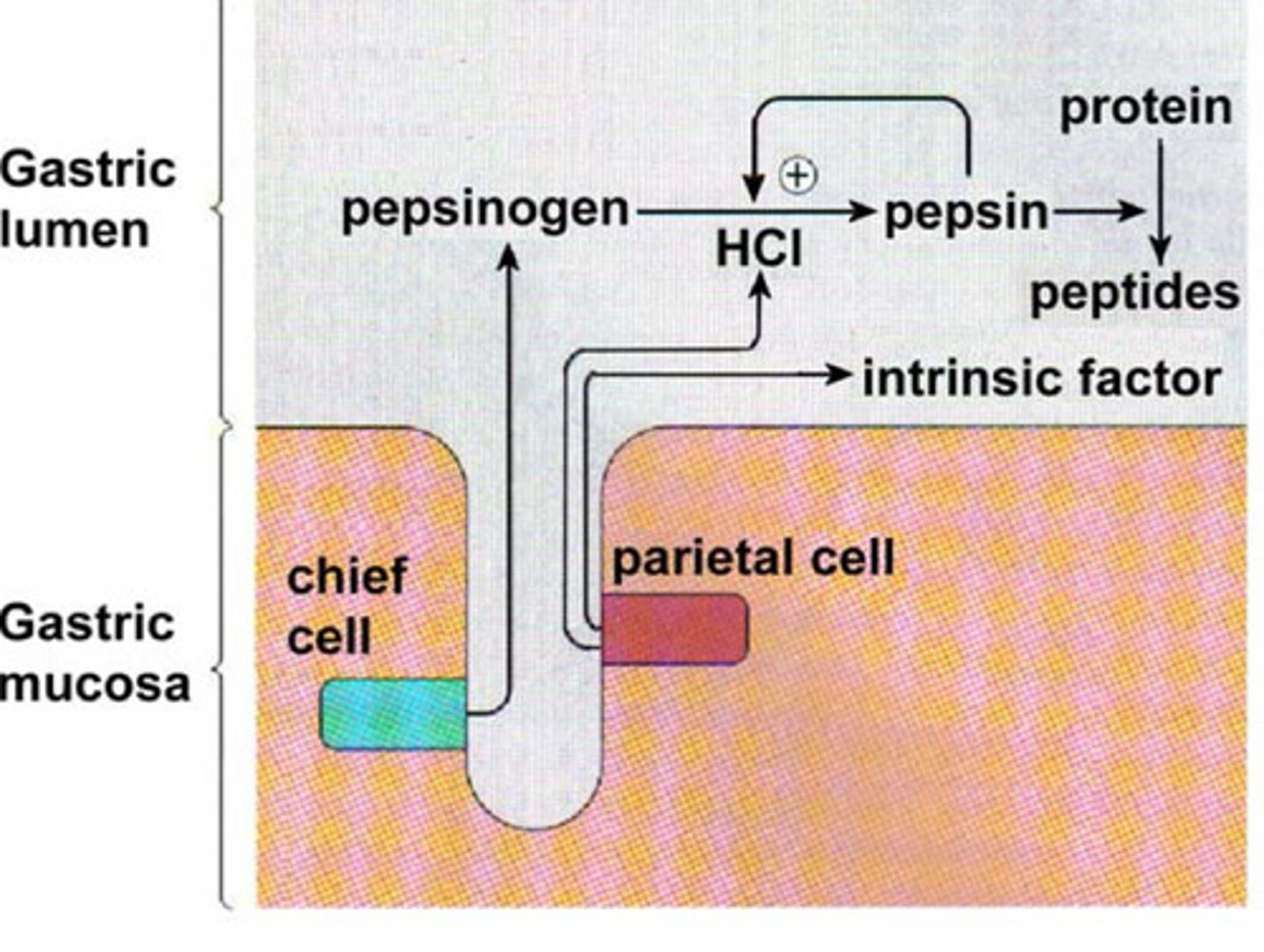 <ul><li><p>STARTS with Pepsin + HCl in stomach</p></li><li><p><strong><mark data-color="red" style="background-color: red; color: inherit">Pepsinogen, released by the chief cells under HCL</mark></strong> (creates acidic stomach condition) which <strong><mark data-color="red" style="background-color: red; color: inherit">drives the conversion of pepsinogen into pepsin</mark></strong> (-inogen = it is inactive (Pepsin is its active form) to <strong><mark data-color="purple" style="background-color: purple; color: inherit">break down protein into peptides</mark></strong></p></li><li><p>The <strong><mark data-color="yellow" style="background-color: yellow; color: inherit">parietal cell is what releases HCL</mark></strong><mark data-color="yellow" style="background-color: yellow; color: inherit"> and intrinsic factors</mark></p></li><li><p>Stomach gradually releases chyme into the duodenum</p></li></ul><p></p>
