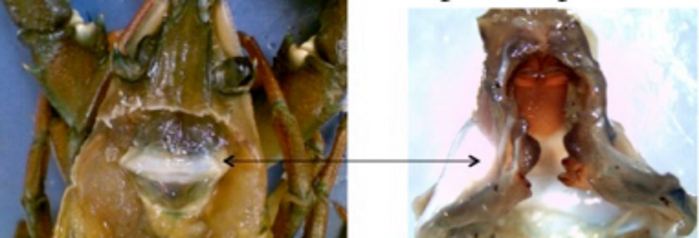 <p>Crustacea</p>