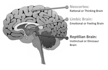 <p>Ontwikkeld door MacLean</p><p>3-voudige opdeling van autonoom functionerende evolutionaire lagen</p><ol><li><p>Reptielenbrein</p></li><li><p>Limbisch systeem (zoogdierenbrein)</p></li><li><p>Neocortex (mensenbrein)</p></li></ol>