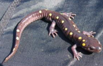 <p>Spotted salamander</p>