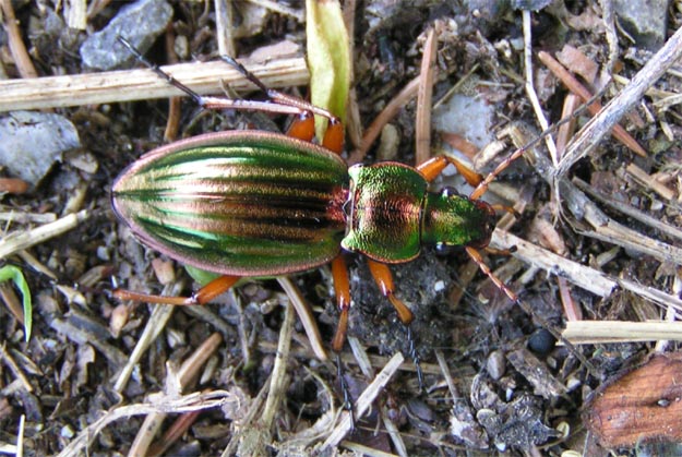 <p>Adephaga!</p><p>have defense glands</p>