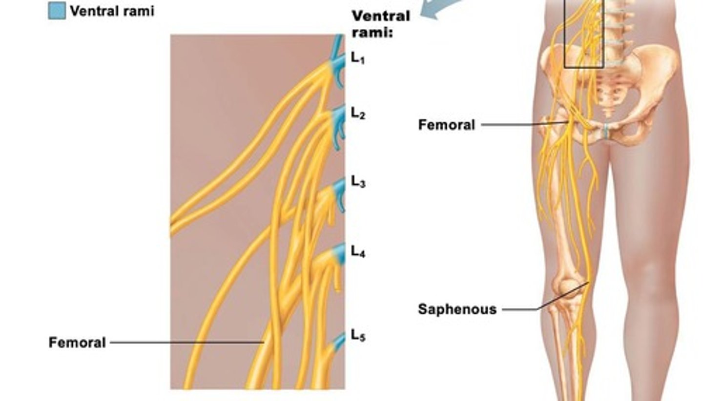<p>Nerve network from L1-L4, serves lower abdomen and legs.</p>