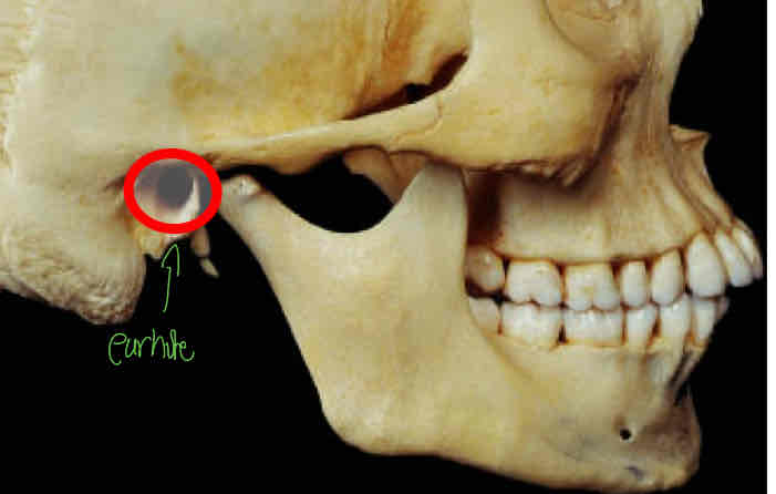 <p>Identify this </p>