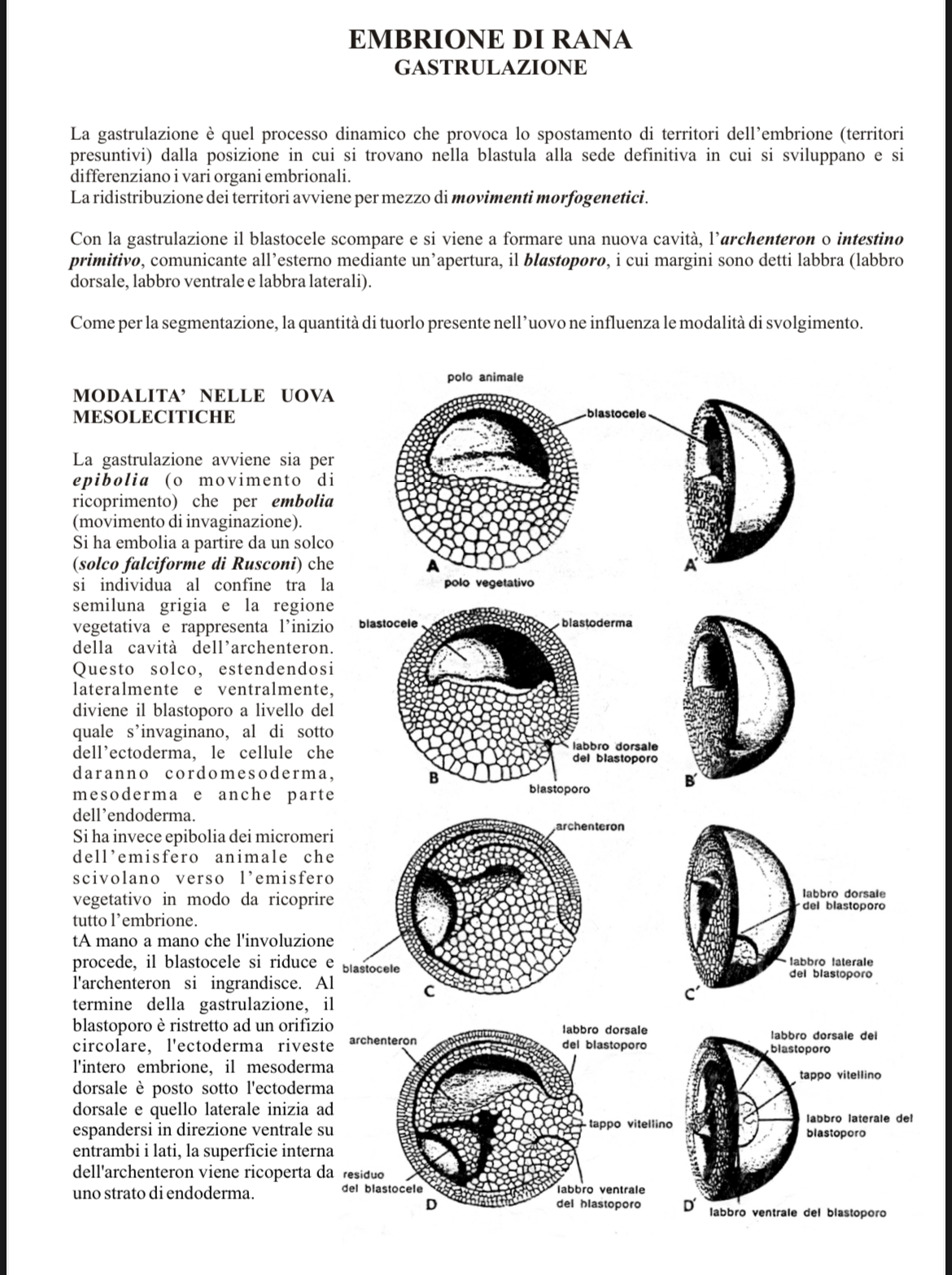 <p>Gastrulazione rana 1</p>