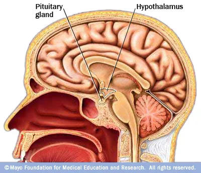 <p><strong>The hypothalamus</strong> is responsible for monitoring blood composition, <strong><em><mark data-color="#a50c7f" style="background-color: #a50c7f; color: inherit"><u>producing</u></mark></em></strong> ADH (antidiuretic hormone) if blood becomes to concentrated. It also releases oxytocin during labor, breastfeeding, and sexual activity.<br>But overall, the hypothalamus doesn’t actually release ANY hormones itself, but, it controls the release of hormones by other glands, such as the Pituitary gland.<br><br><strong><br>The Pituitary Gland </strong>is more like the Hormone Release Centre; It is divided into two sections: The Anterior and Posterior Pituitary;<br><strong>The Anterior (in the front) Pituitary</strong> = Produces and secretes Growth Hormones</p><p><strong>The Posterior Pituitary</strong> = <strong><mark data-color="#ab046b" style="background-color: #ab046b; color: inherit"><u>Stores and Releases Hormones made by the</u></mark></strong></p><p><strong><mark data-color="#ab046b" style="background-color: #ab046b; color: inherit"><u>hypothalamus</u></mark></strong>, like ADH and Oxytocin</p>