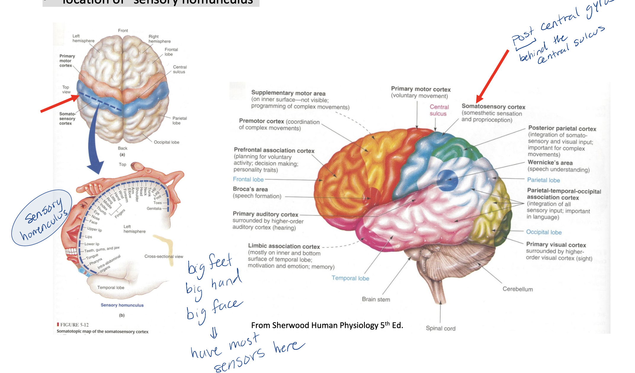 <p>parietal lobe </p><p><strong><span>somatosensory cortex (= primary sensory cortex = postcentral gyrus)</span></strong></p><ul><li><p><span>immediately behind the central sulcus (front of the parietal lobe)</span></p></li><li><p><span>location of “sensory homunculus”</span></p></li></ul>