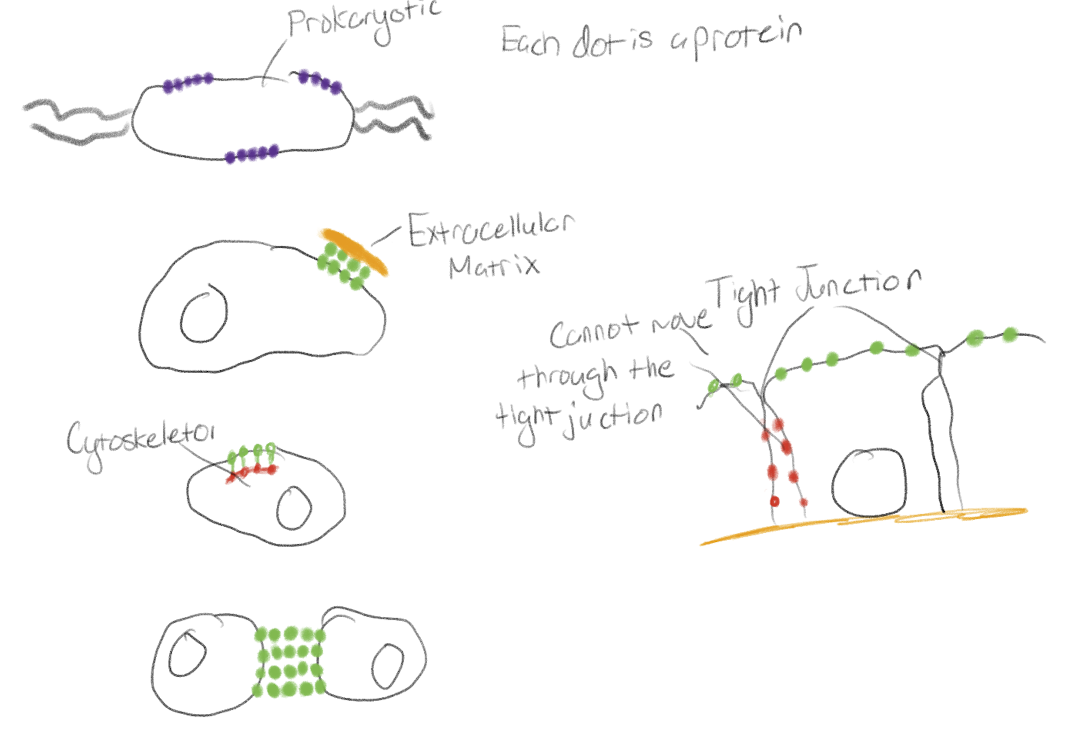 <p>In prokaryotes when the proteins are attached to one another if one protein wants to move than all of them would have to move</p><p>In Eukaryotes</p><p>What it is attached to the extracellular matrix, cytoskeleton or attached to proteins on another cell</p><p>Proteins can also not move through tight junctions </p>