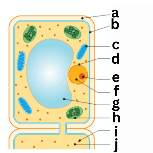 <p><span style="color: rgb(0, 0, 0);"><span>Label This Diagram</span></span></p><p><span style="color: rgb(0, 0, 0);"><em><span>Plant Cell under Electron Microscope</span></em></span></p>